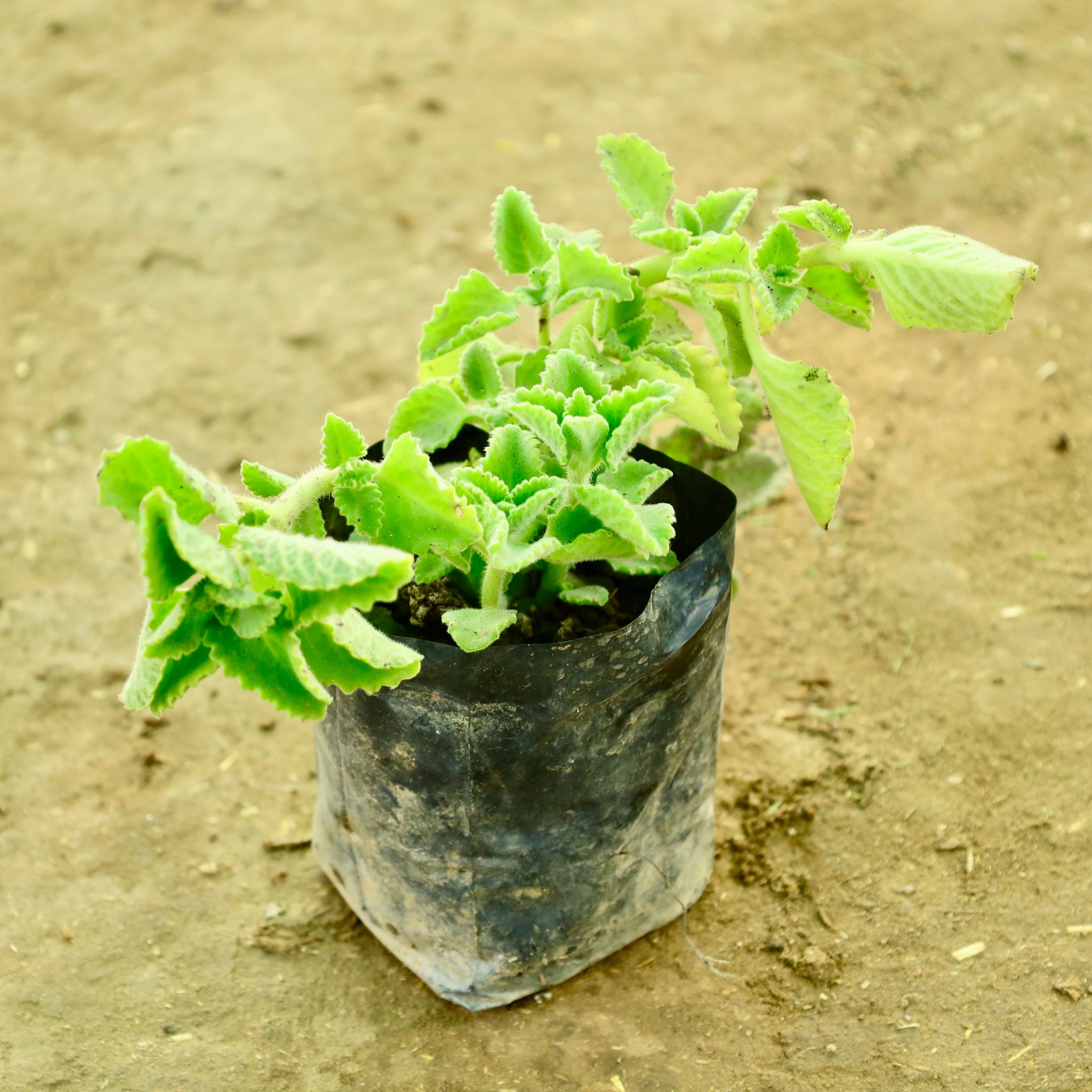 Ajwain in 4 Inch Nursery bag