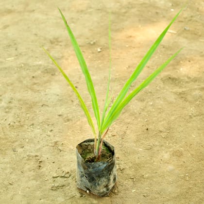 Buy Lemon Grass in 4 Inch Nursery bag Online | Urvann.com