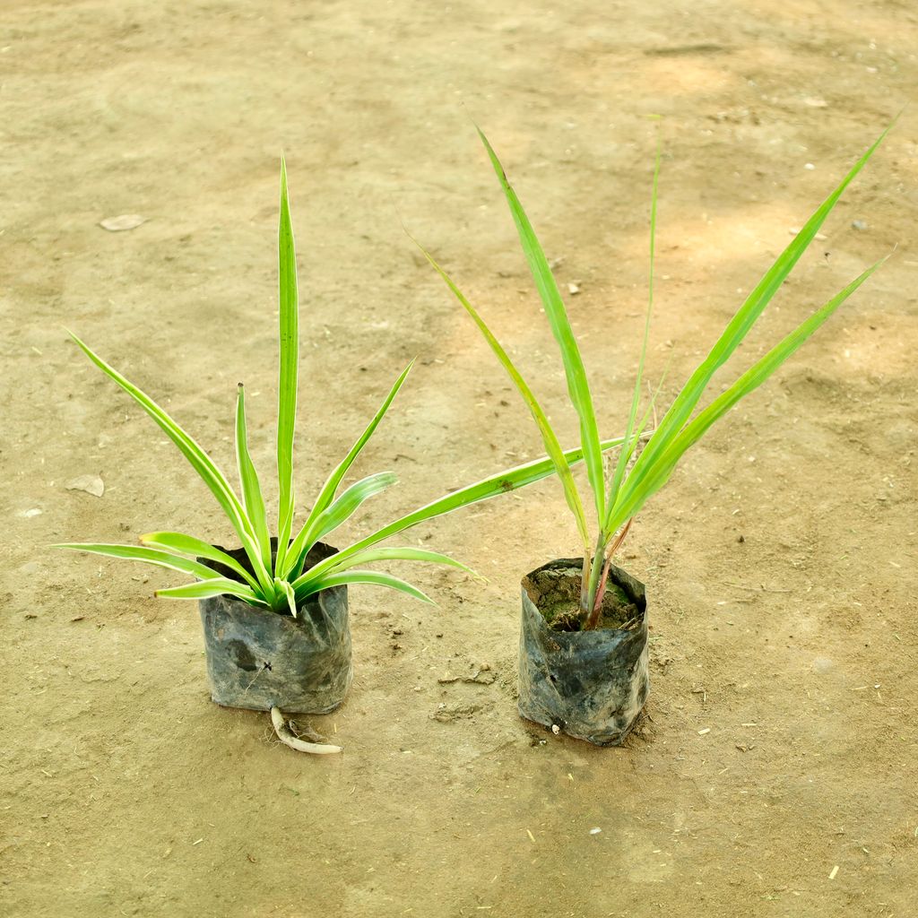 Buy Set of 2 - Lemon Grass & Spider in 4 Inch Nursery bag Online | Urvann.com Set of 2 - Lemon Grass & Spider in 4 Inch Nursery bag
