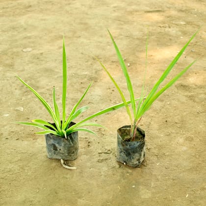 Buy Set of 2 - Lemon Grass & Spider in 4 Inch Nursery bag Online | Urvann.com