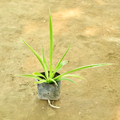 Buy Spider in 4 Inch Nursery bag Online | Urvann.com