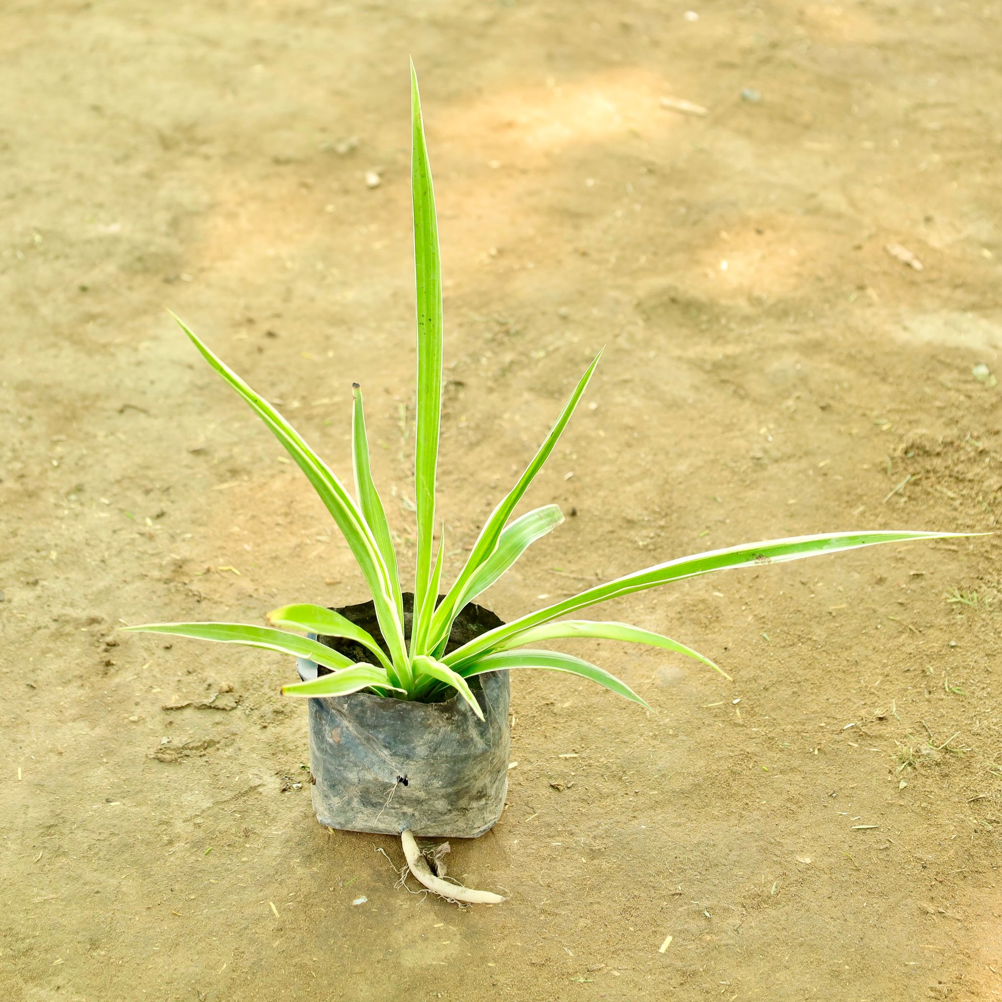 Spider in 4 Inch Nursery bag