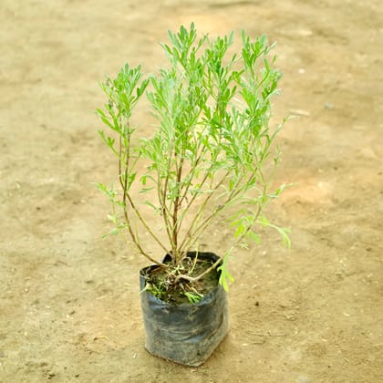 Buy Lavender in 4 Inch Nursery bag Online | Urvann.com