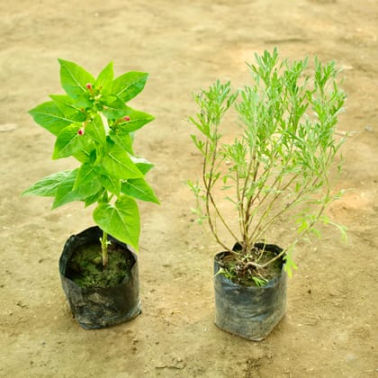 Buy Set of 2 - Lavender & Mirabilis Jalapa in 4 Inch Nursery bag Online | Urvann.com