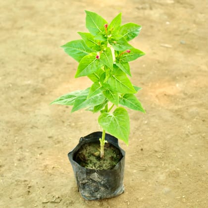 Buy Mirabilis Jalapa / Marvel of Peru (Any Colour) in 4 Inch Nursery bag Online | Urvann.com
