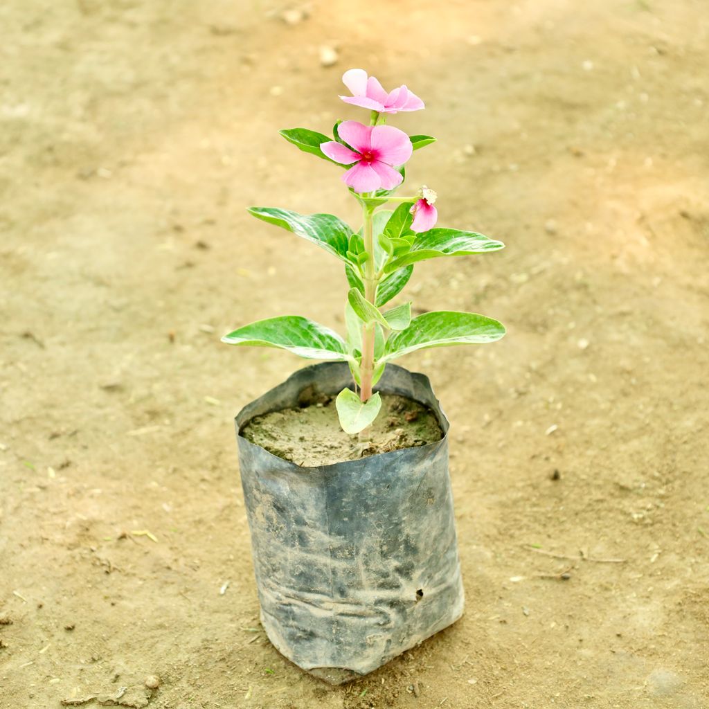 Buy Periwinkle / Sadabahar / Vinca (Any Colour) in 4 Inch Nursery bag Online | Urvann.com Periwinkle / Sadabahar / Vinca (Any Colour) in 4 Inch Nursery bag
