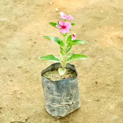 Buy Periwinkle / Sadabahar / Vinca (Any Colour) in 4 Inch Nursery bag Online | Urvann.com