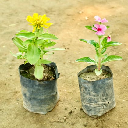 Buy Set of 2 - Periwinkle / Sadabahar / Vinca (Any Colour) & Zinnia in 4 Inch Nursery bag Online | Urvann.com
