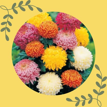 Free Gift - Chrysanthemum Mixed Seeds - Excellent Germination - Flash Sale