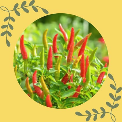 Free Gift - Chilli / Mirchi Surya Seeds - Excellent Germination - Flash Sale