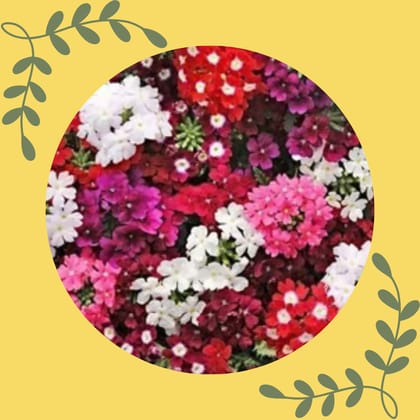 Free Gift - Verbena Mix Seeds - Excellent Germination - Flash Sale