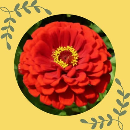 Free Gift - Zinnia Mixed Seeds  - Excellent Germination Summer Seeds - Flash Sale