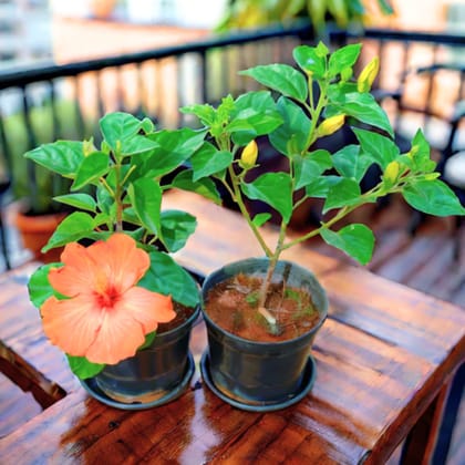 Hibiscus / Gudhal (Orange & Yellow) in 5 Inch Nursery Pot With Tray