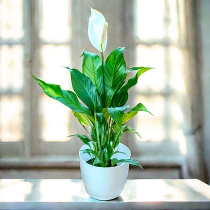 Peace Lily White ( ~ 1 Ft) in 7 Inch White Sphere Plastic Pot