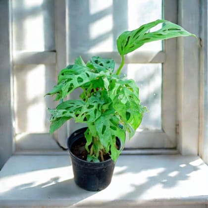 Monstera Broken Heart in 5 Inch Nursery Pot