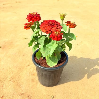 Buy Zinnia (any colour) in 6 Inch Nursery Pot Online | Urvann.com