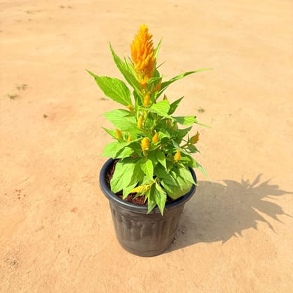 Buy Celosia / Cockscomb (any colour) in 6 Inch Nursery Pot Online | Urvann.com