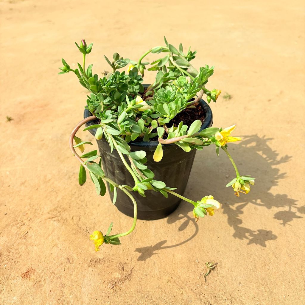 Kulfa / Purslane in 6 Inch Nursery Pot