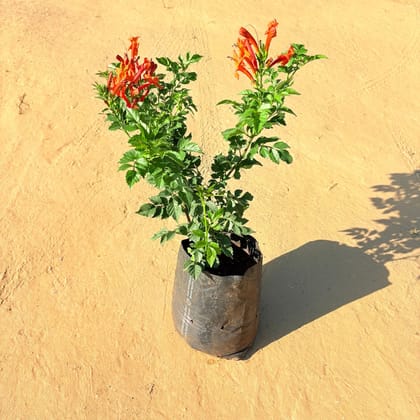 Buy Tecoma Orange in 6 Inch Nursery Bag Online | Urvann.com