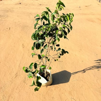 Buy Ficus Black in 6 Inch Nursery Bag Online | Urvann.com