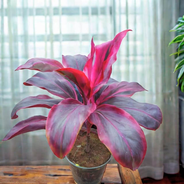 Dracaena Red Rubia Big Leaves (~ 1 ft) in 5 Inch Nursery Pot