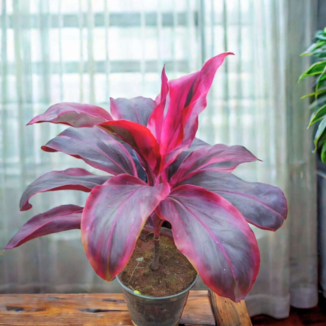 Dracaena Red Rubia Big Leaves (~ 1 ft) in 5 Inch Nursery Pot
