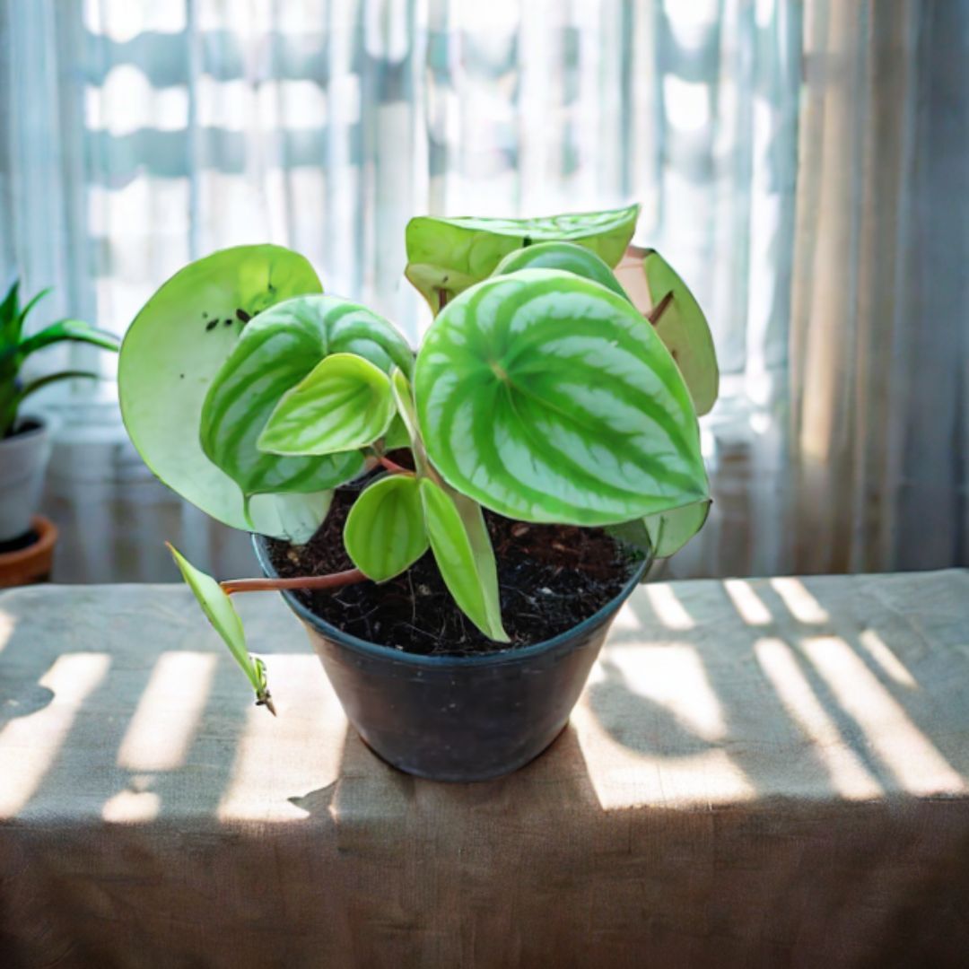 Peperomia / Radiator Plant Watermelon in 4 Inch Nursery Pot