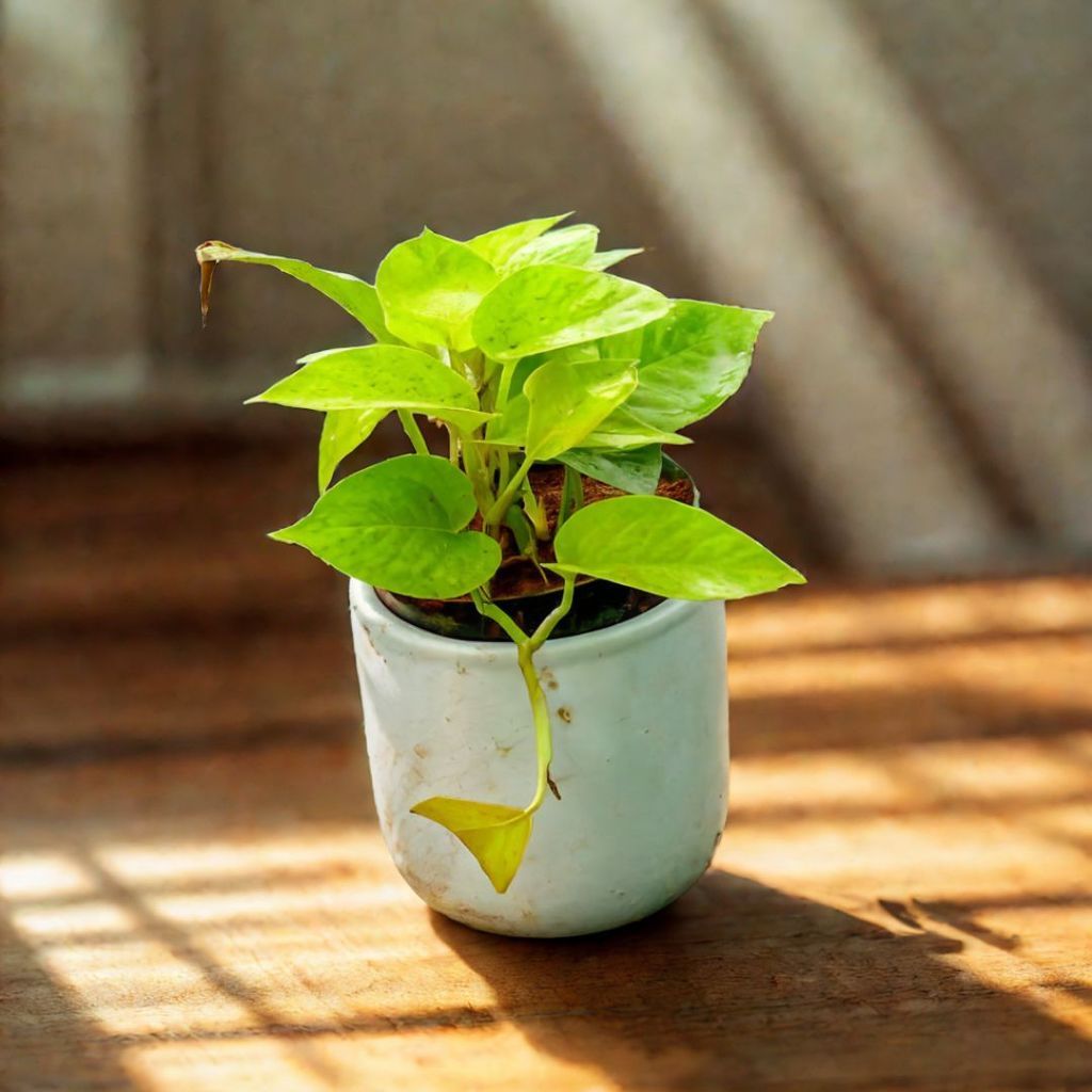 Money Plant Golden in 5 Inch Classy White Cylindrical Ceramic Pot