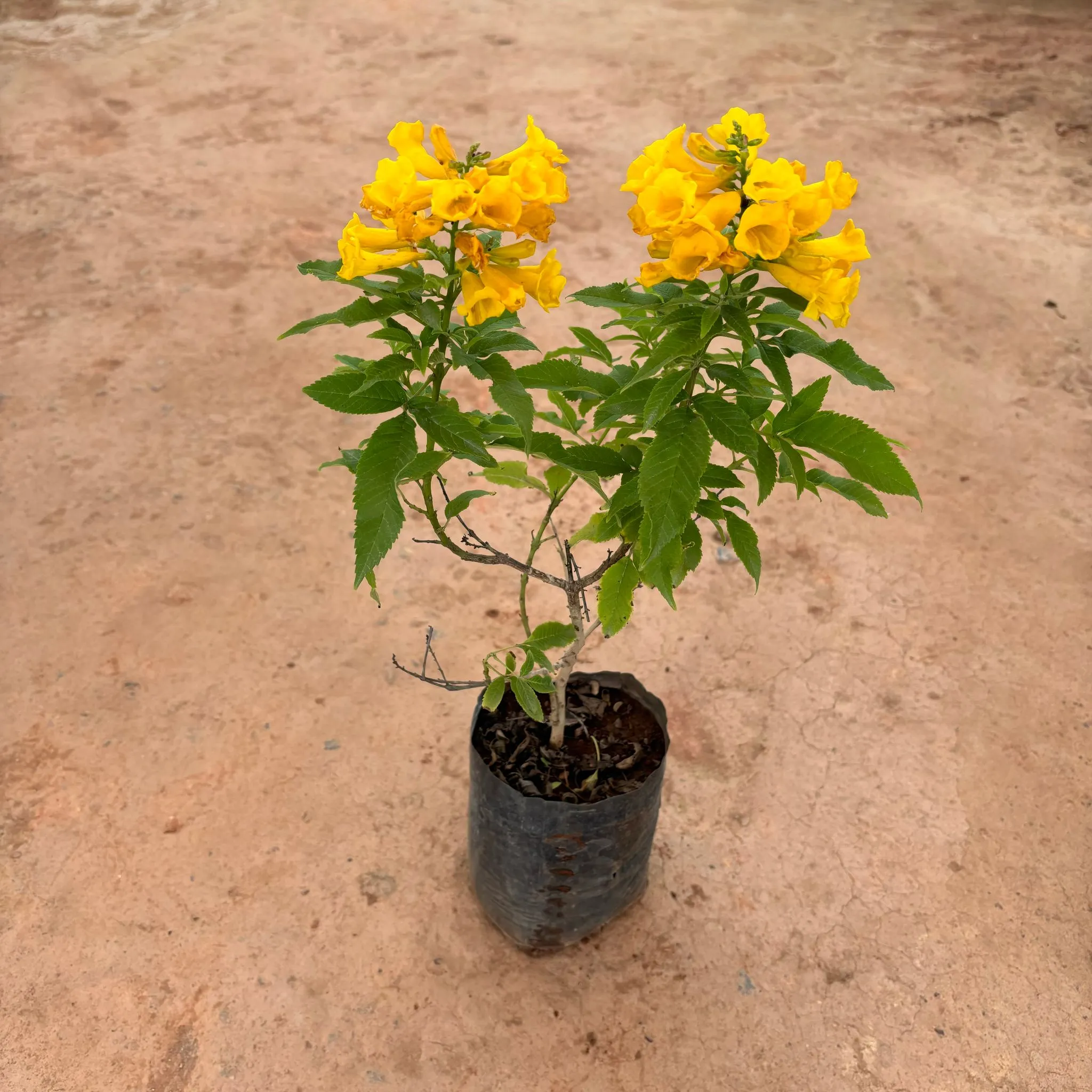 Tecoma Yellow in 4 Inch Nursery Bag