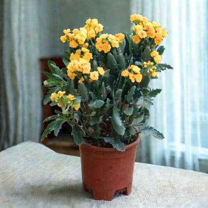 Kalanchoe Yellow Succulent in 4 Inch Nursery Pot