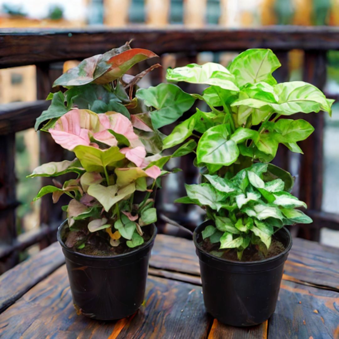 Set of 4 - Syngonium (Pixie Green, Green, Black & Pink) in 5 Inch Nursery Pot