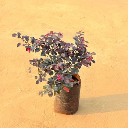 Loropetlum in 6 Inch Nursery Bag
