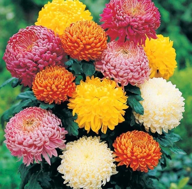 Buy Chrysanthemum Mixed Seeds - Excellent Germination Online | Urvann.com Chrysanthemum Mixed Seeds - Excellent Germination