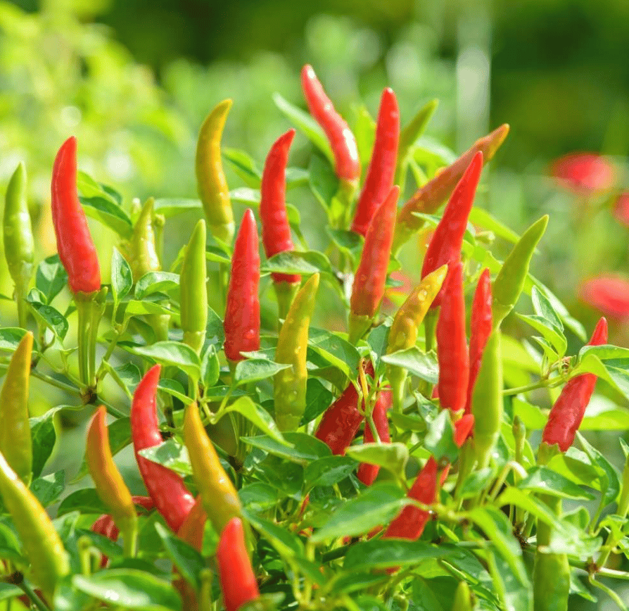 Buy Chilli / Mirchi Surya Seeds - Excellent Germination Online | Urvann.com Chilli / Mirchi Surya Seeds - Excellent Germination