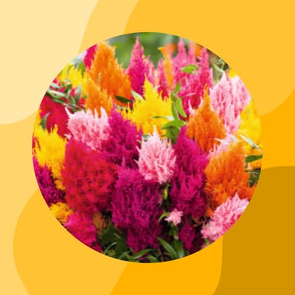 Free Gift - Celosia Mixed Seeds - Excellent Germination - Flash Sale