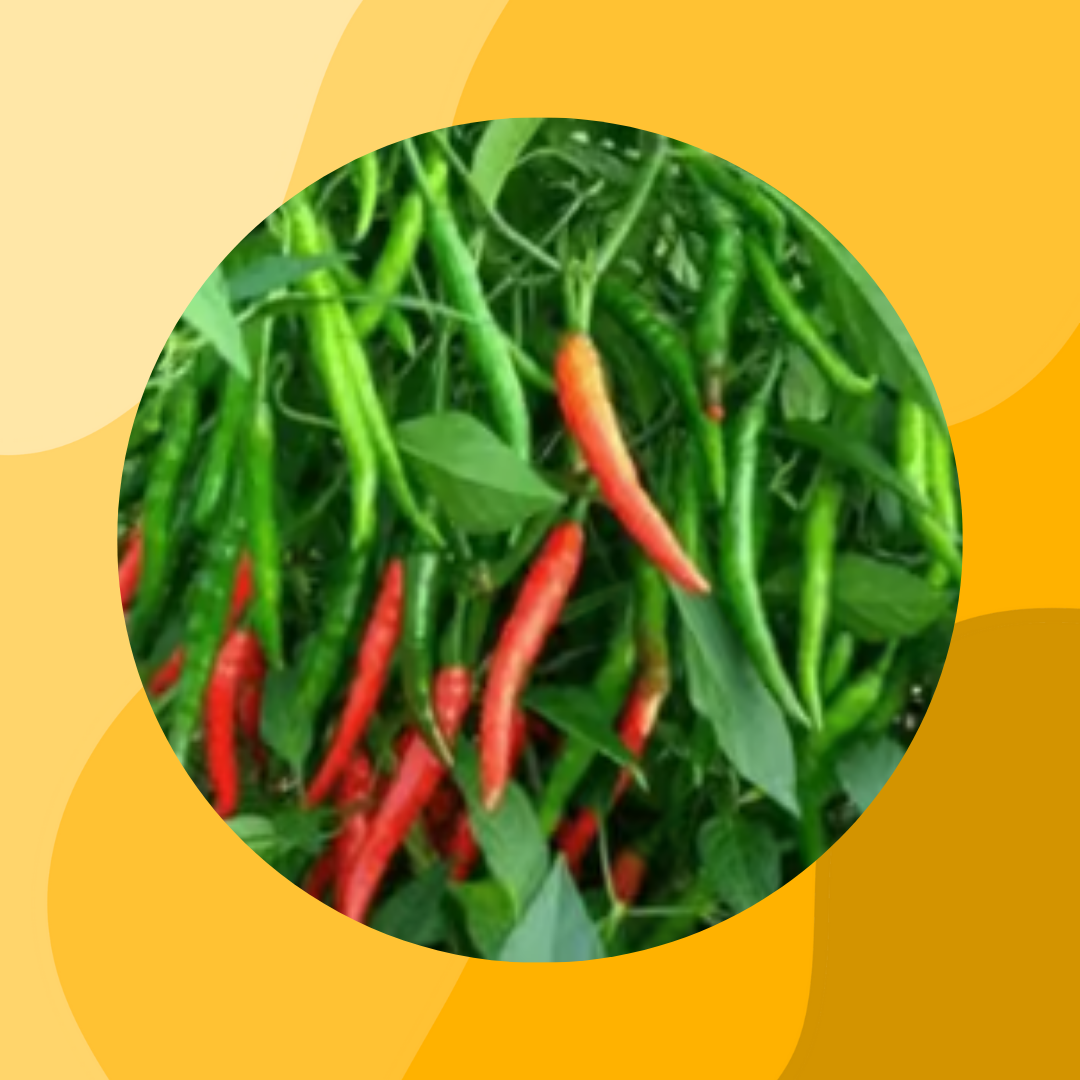 Free Gift - Chilli / Mirchi Jawala Seeds - Excellent Germination - Flash Sale
