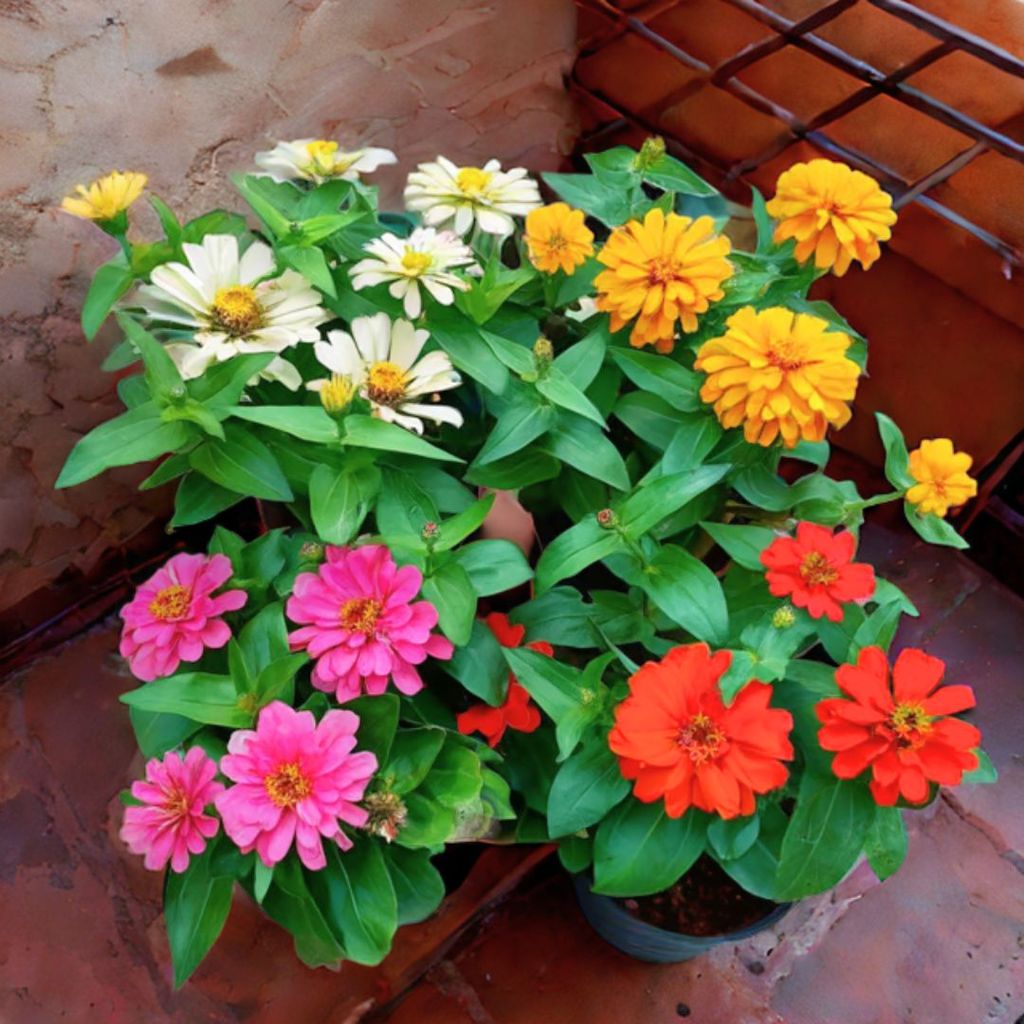 Set of 4 - Zinnia (Pink, White, Yellow & Orange) in 5 Inch Nursery Pot Set of 4 - Zinnia (Pink, White, Yellow & Orange) in 5 Inch Nursery Pot