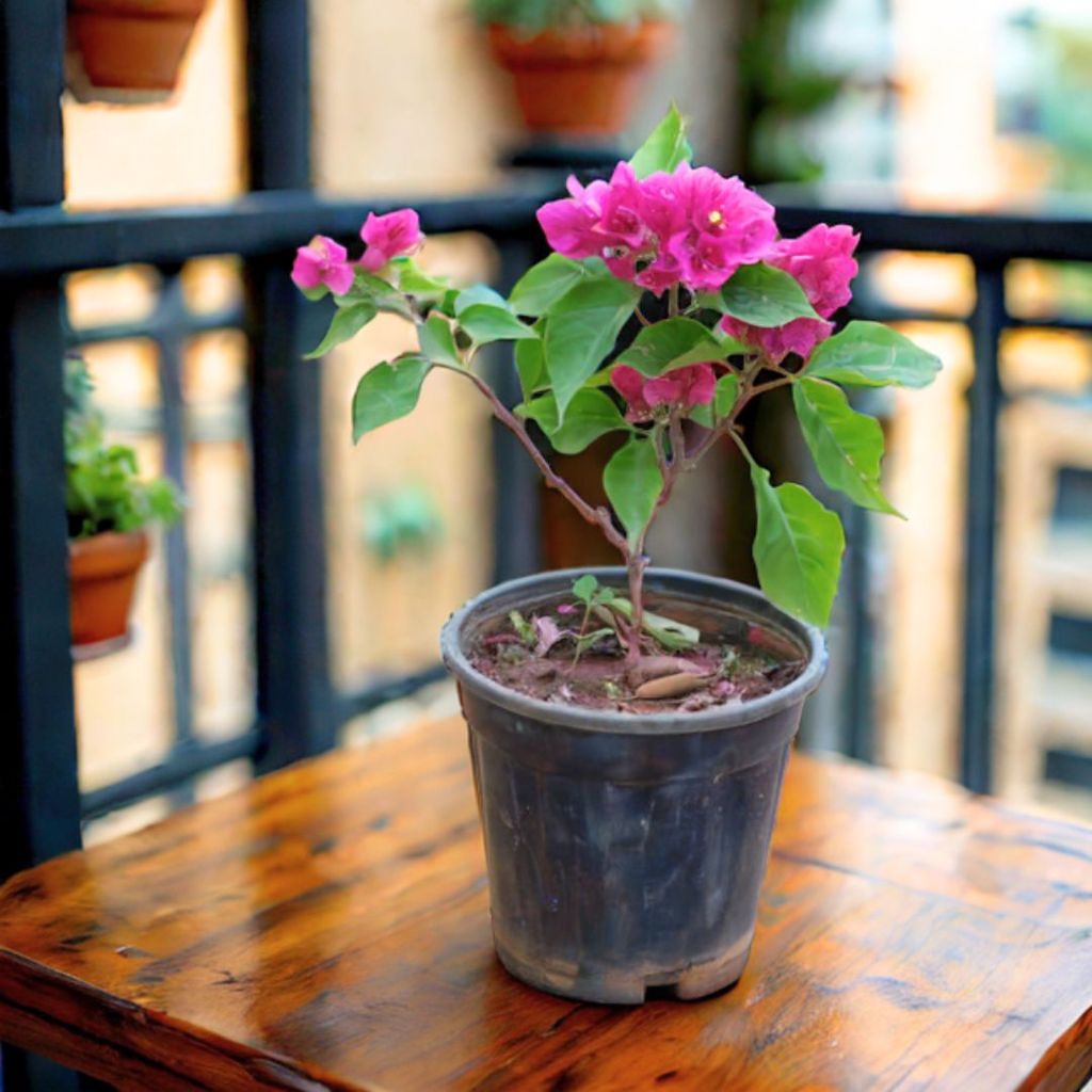 Bougainvillea Pink in 5 Inch Nursery Pot