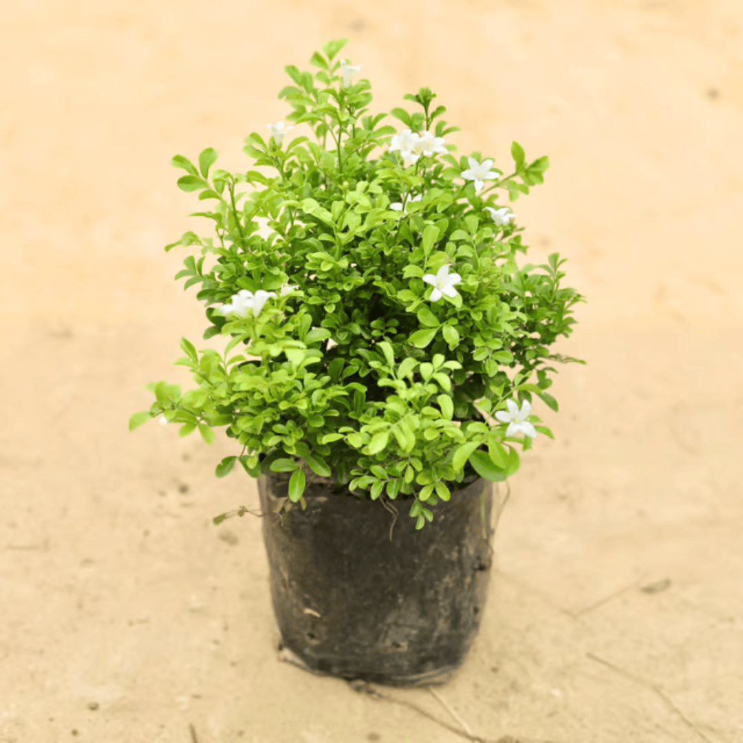 Murraya / Madhu Kamini (any colour) in 4 Inch Nursery Bag