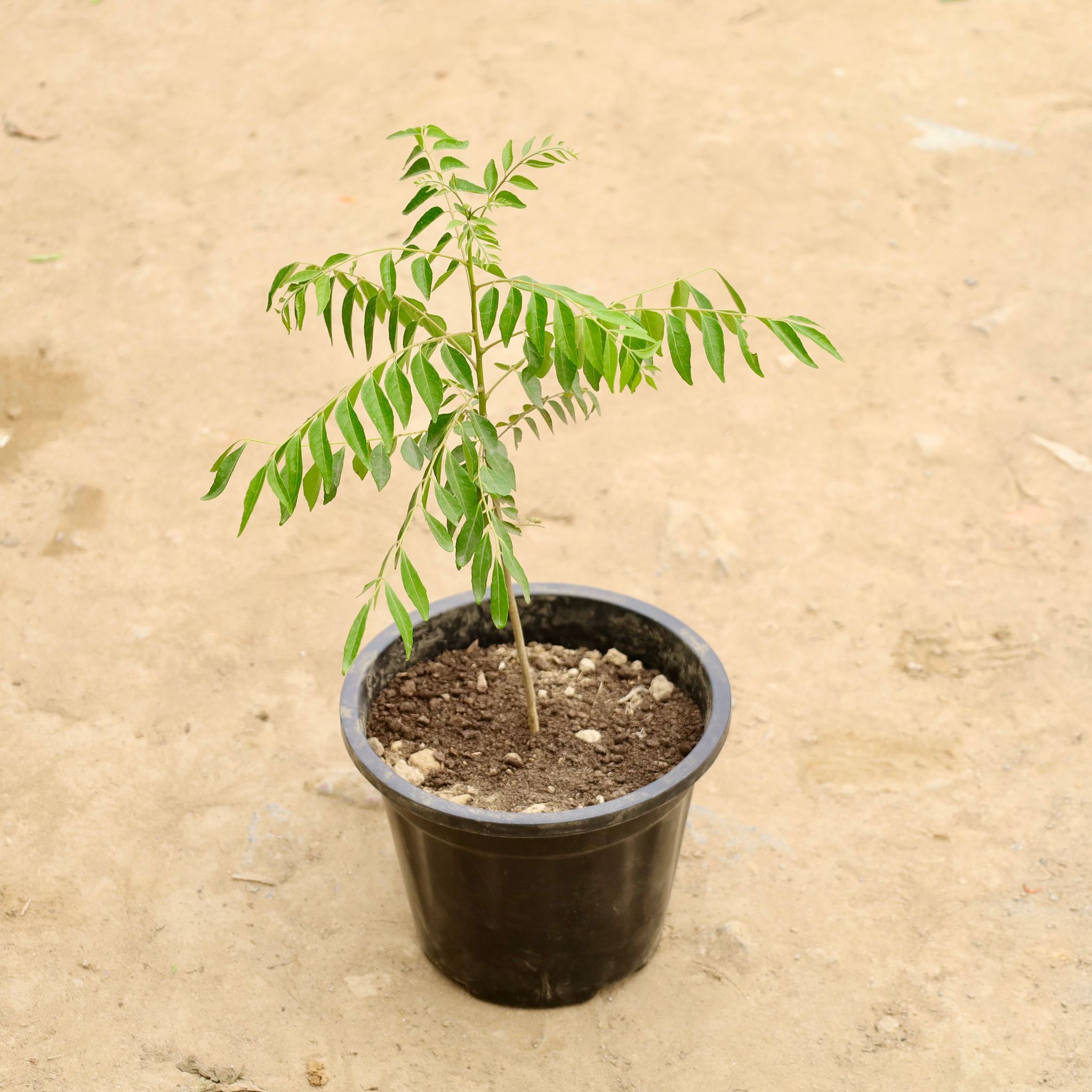 Curry Patta in 8 Inch Nursery Pot