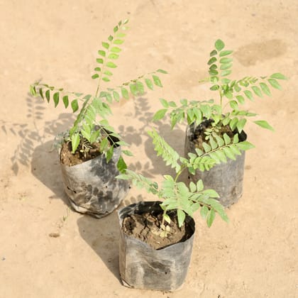 Buy Set of 3 - Curry Patta in 4 Inch Nursery Bag Online | Urvann.com