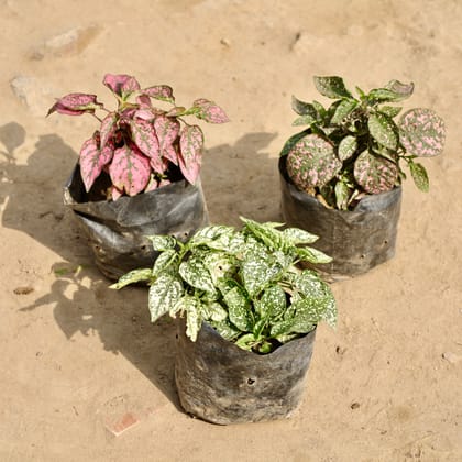 Buy Set of 3 - Hypoestes / Polka Dot (Any Colour) in 4 Inch Nursery Bag Online | Urvann.com