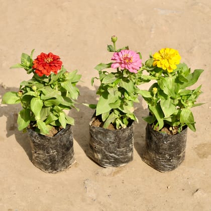 Buy Set of 3 - Zinnia (Any Colour) in 4 Inch Nursery Bag Online | Urvann.com