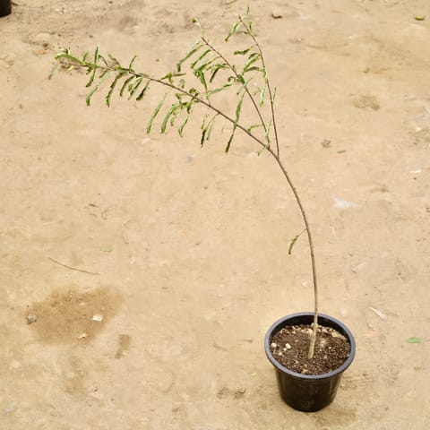 Amla / Indian Gooseberry in 8 Inch Nursery Pot