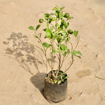 Buy China Orange in 7 Inch Nursery Bag Online | Urvann.com