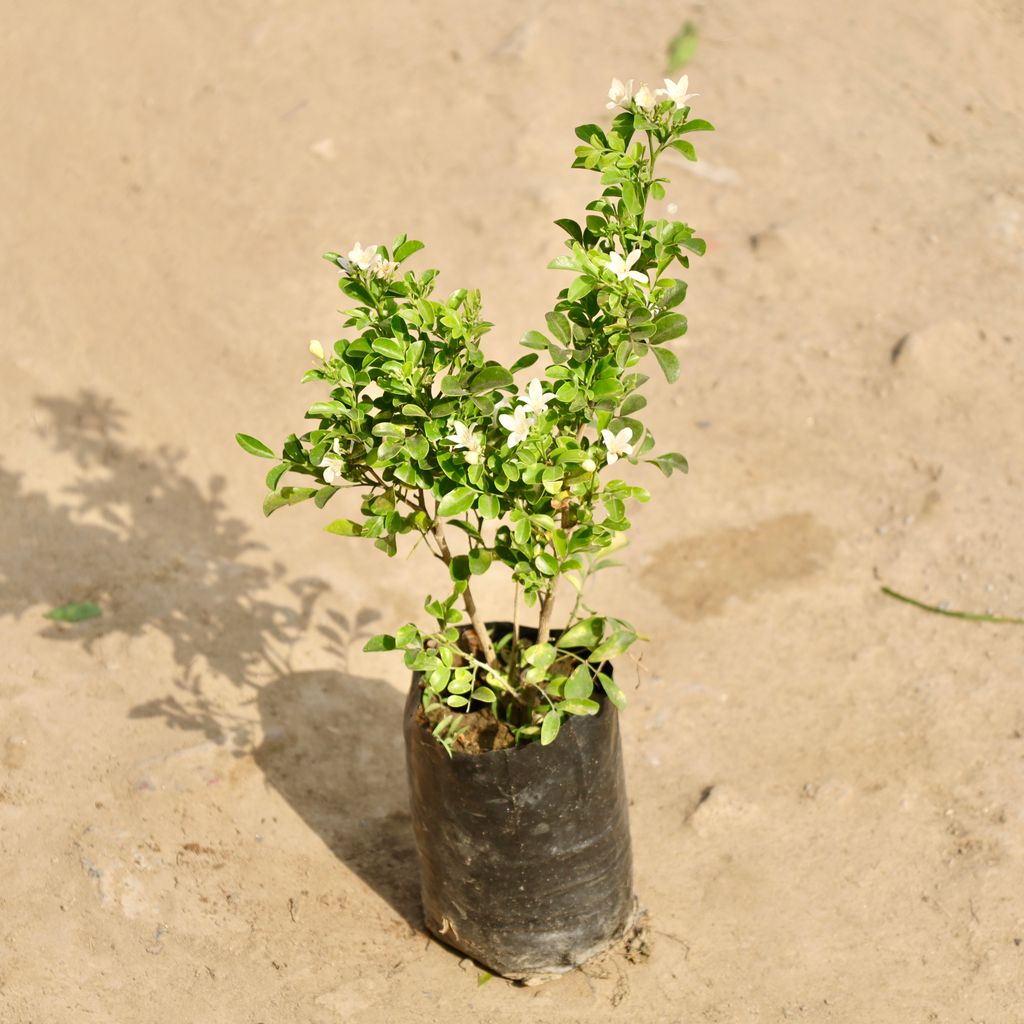 Buy Murraya / Madhukamini (Any Colour) in 6 Inch Nursery Bag Online | Urvann.com Murraya / Madhukamini (Any Colour) in 6 Inch Nursery Bag