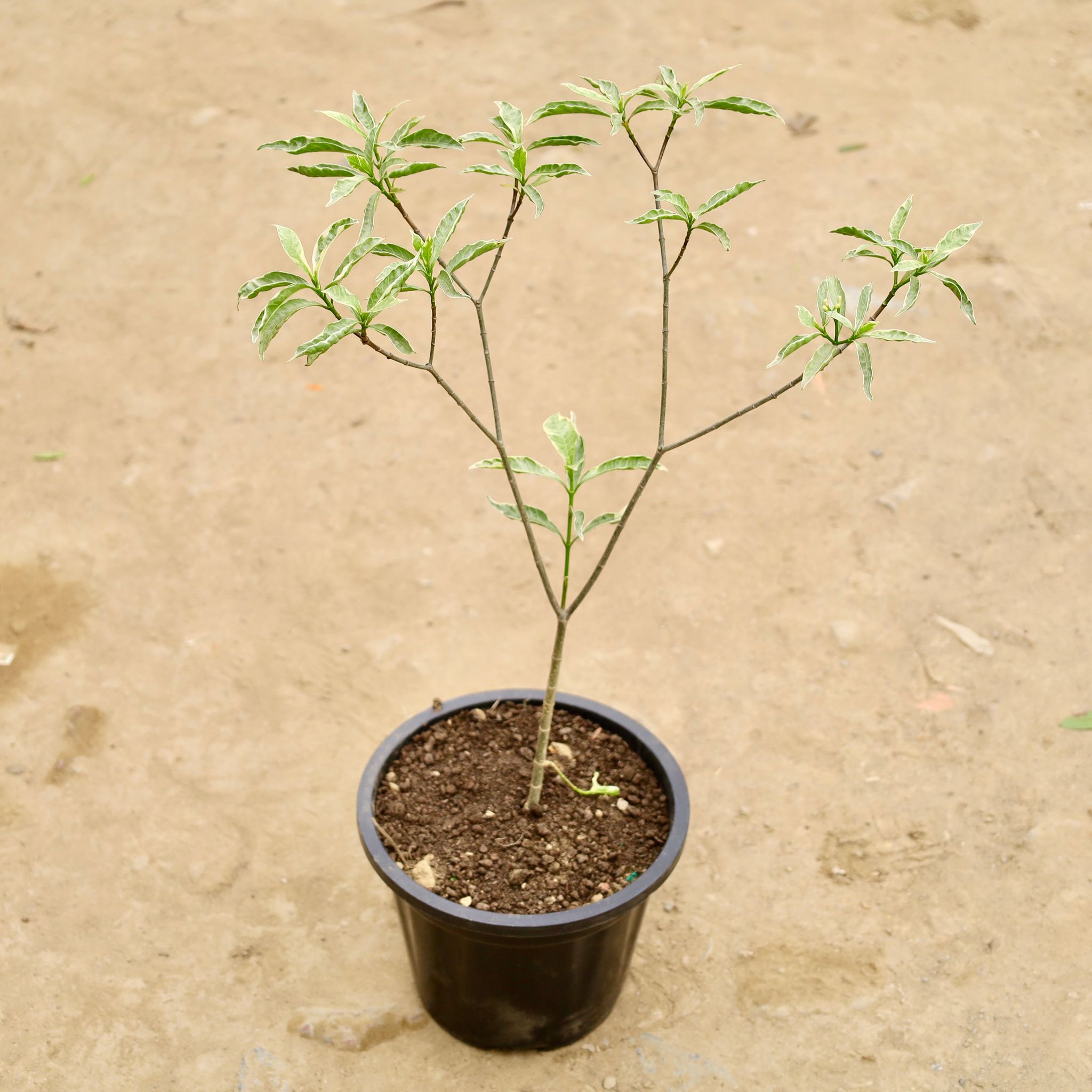 Chandni Variegated in 8 Inch Nursery Bag