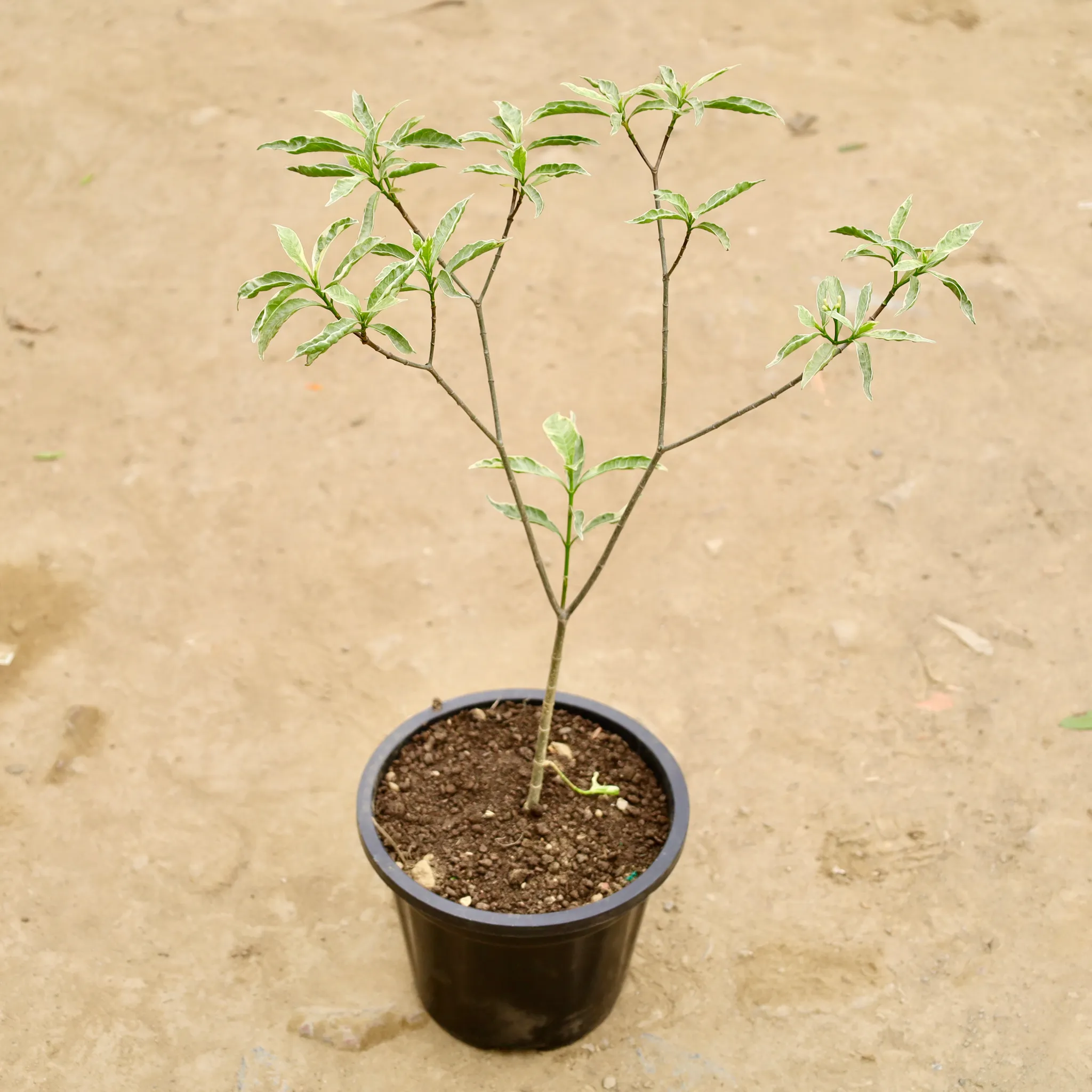 Chandni Variegated in 8 Inch Nursery Bag