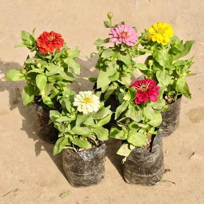 Buy Set of 5 - Zinnia (Any Colour) in 4 Inch Nursery Bag Online | Urvann.com