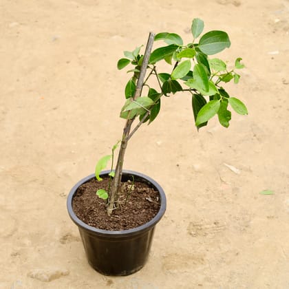 Buy Dalchini / Cinnamon in 8 Inch Nursery Pot Online | Urvann.com